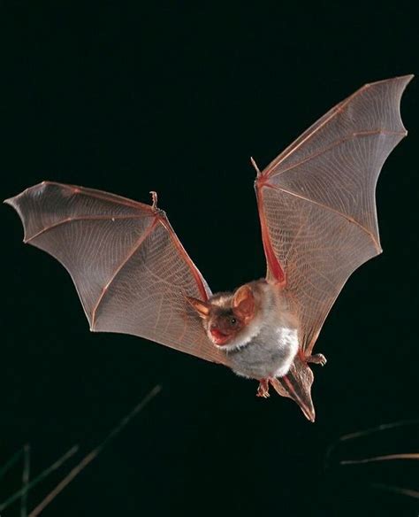 The Witching Hour: Bat Magic and Folklore